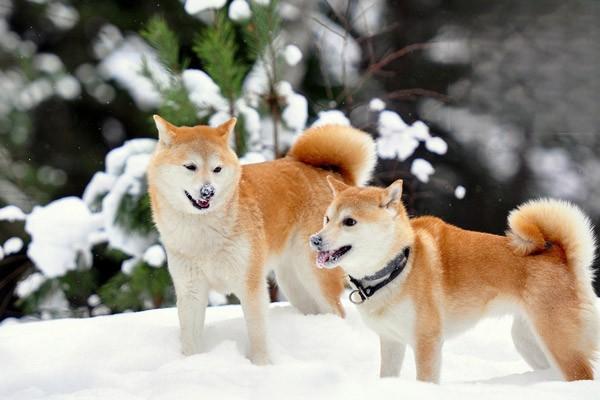 狗狗為什麼愛偷吃貓糧