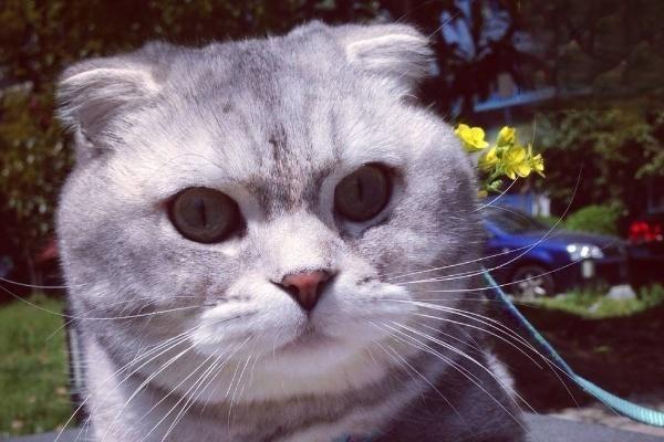 猫咪突然不怎么吃饭了怎么回事