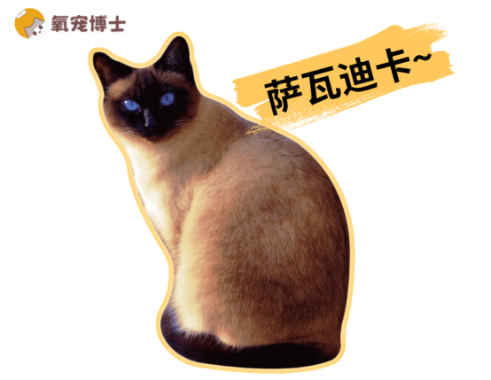 暹罗猫的特点