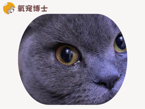 猫咪眼睛老是流眼泪有分泌物
