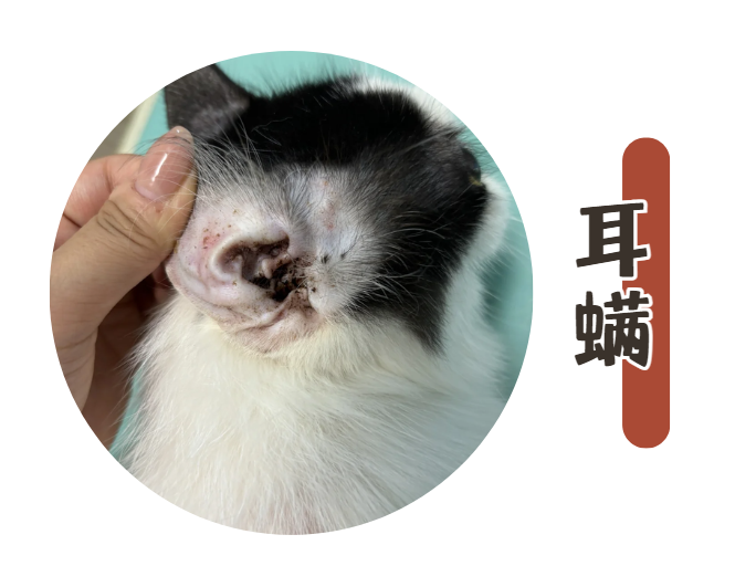 猫咪耳朵掉毛怎么办？