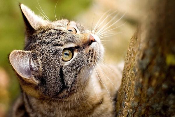 流浪猫，怎么接触流浪猫