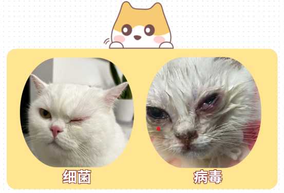 小奶猫眼睛被眼屎糊住了怎么办？