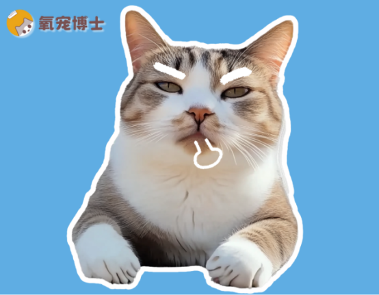 猫咪受伤了怎么办擦什么药？