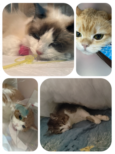 猫感冒能用人的感冒药吗