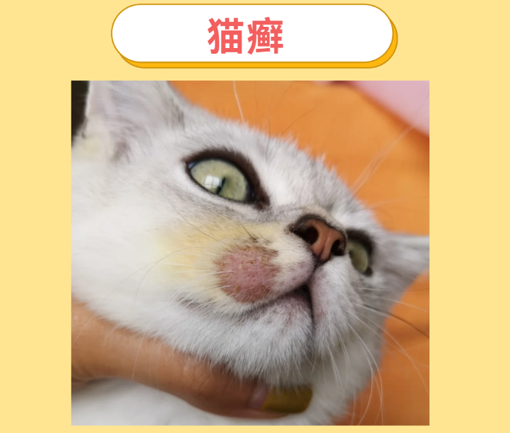 猫咪嘴边掉了一块毛是猫癣吗？