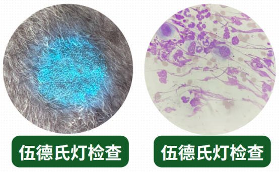 貓癬用什麼藥膏效果好？