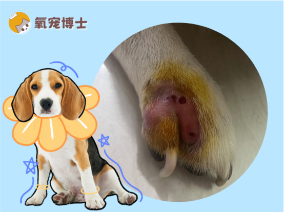狗狗趾间炎用什么药效果好？看完少花冤枉钱