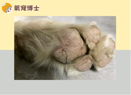 狗狗脚掌干裂涂什么药？