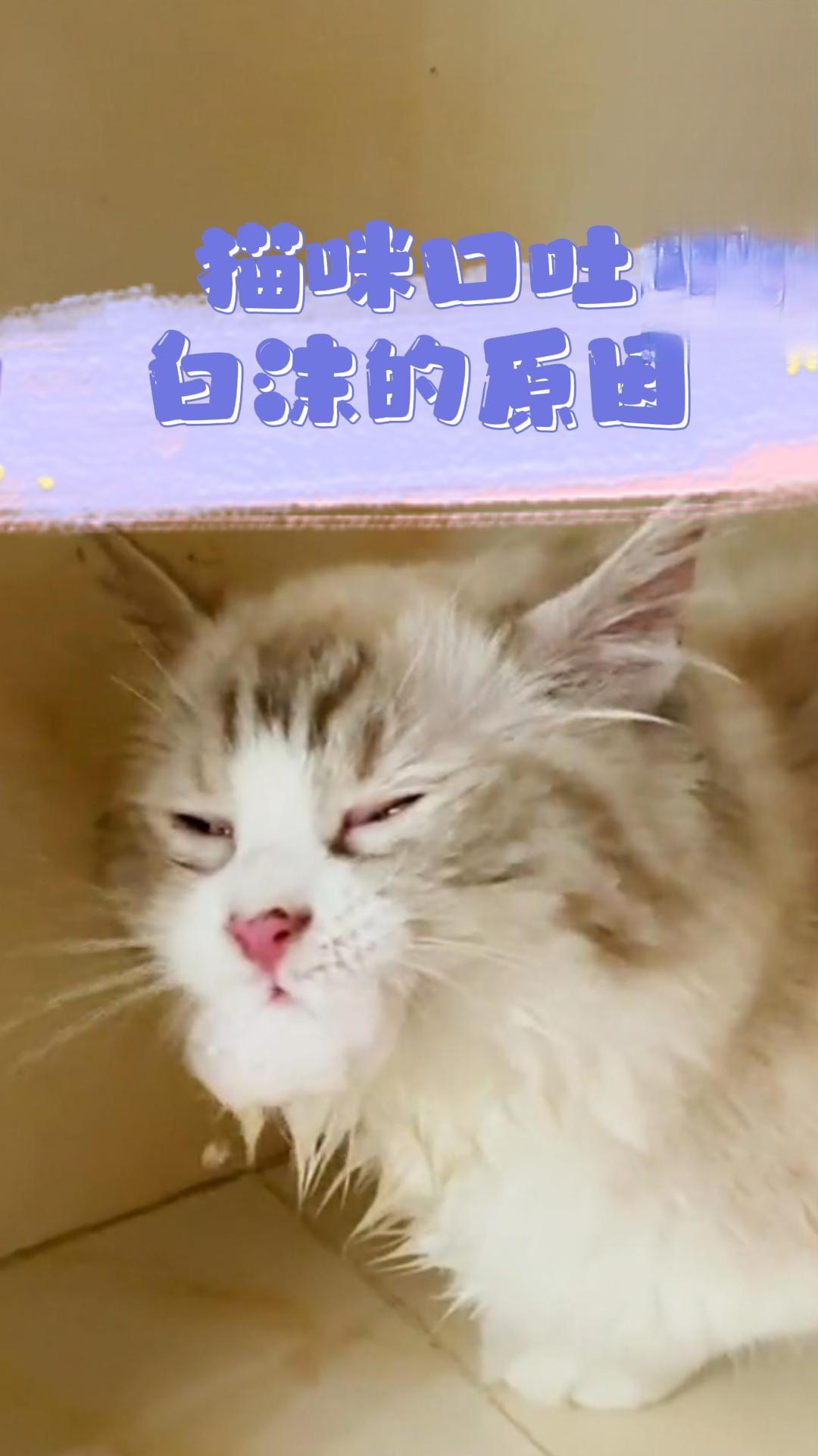 猫咪口吐白沫的原因