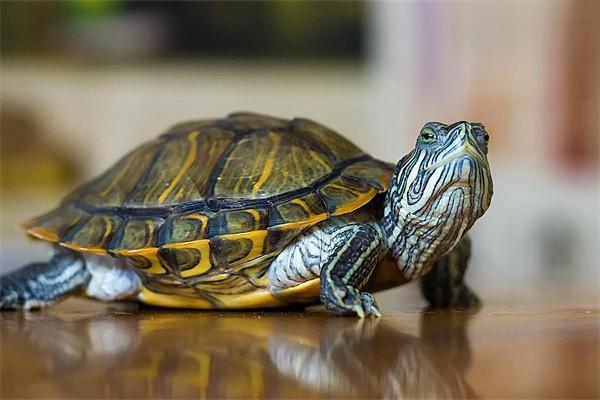 乌龟什么时候开始冬眠，乌龟冬眠要注意什么？