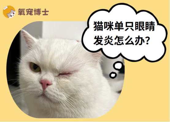 猫咪突然单只眼睛发炎？别慌，手把手教你应对！