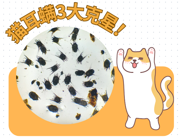 猫耳螨的3个克星