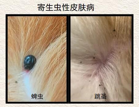 狗狗皮膚病用什麼藥？