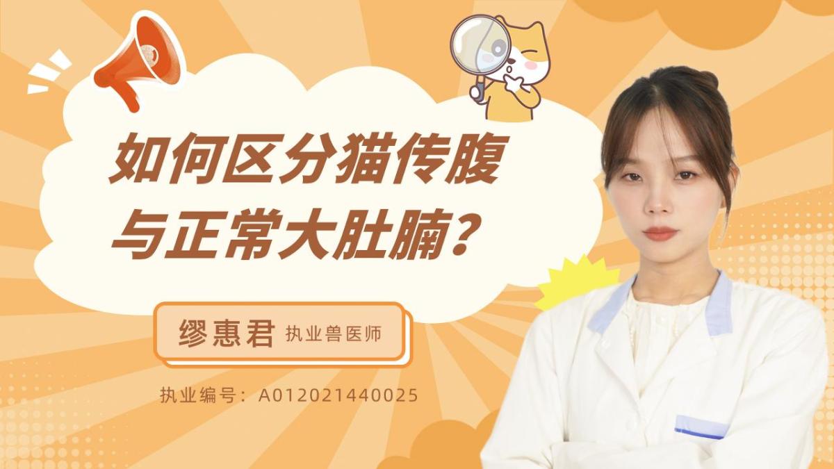 如何区分猫传腹与正常大肚腩？