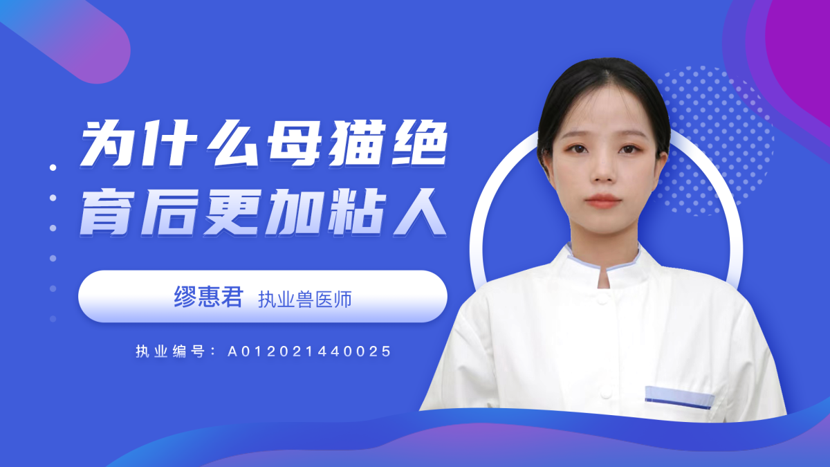 为什么母猫绝育后更加黏人？