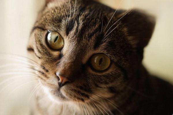 什么是猫葡萄膜炎