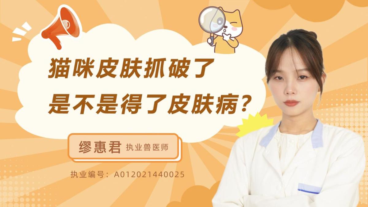 貓咪皮膚抓破了是不是得了皮膚病？