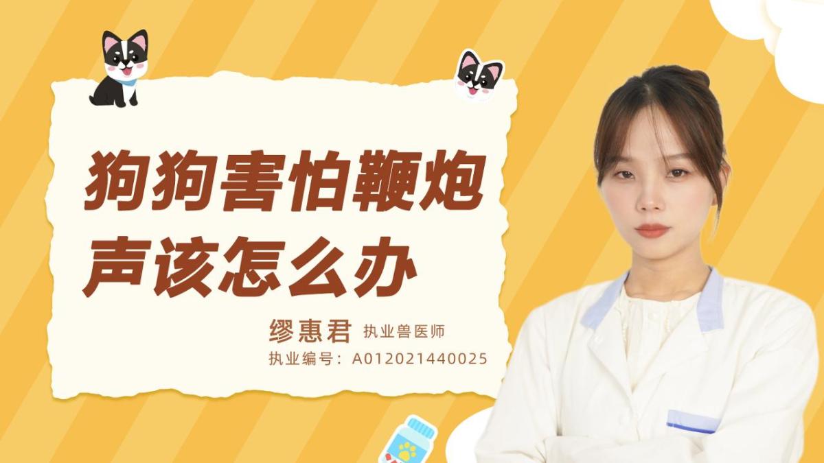 狗狗害怕鞭炮声该怎么办？