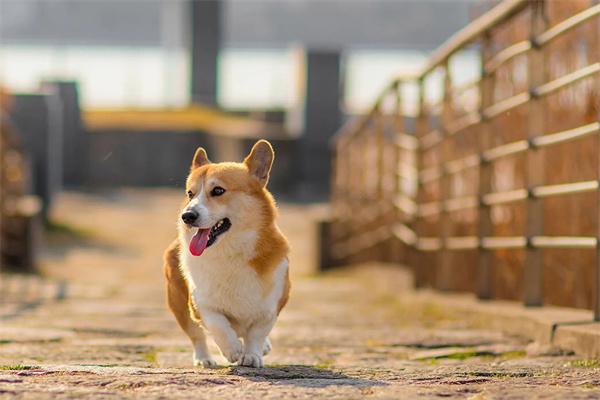 狗狗不立耳是什麼原因？