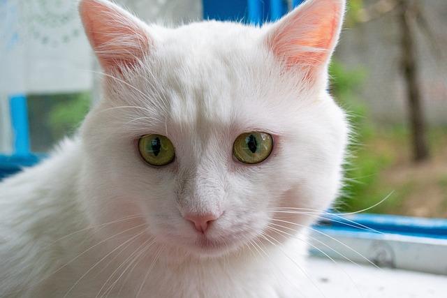 猫咪肠胃不好怎么调理？新手铲屎官必看