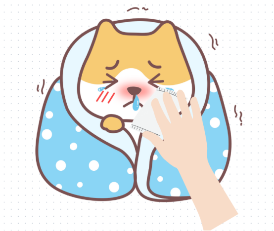 猫咪感冒打喷嚏流鼻涕
