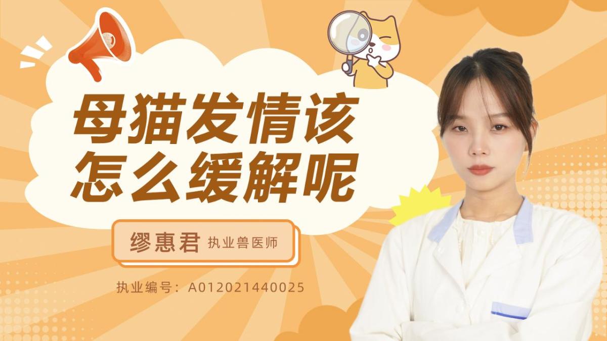 母猫发情该怎么缓解呢？