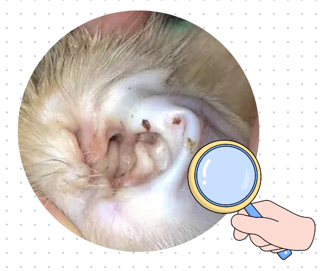 狗狗中耳炎用什麼藥治療