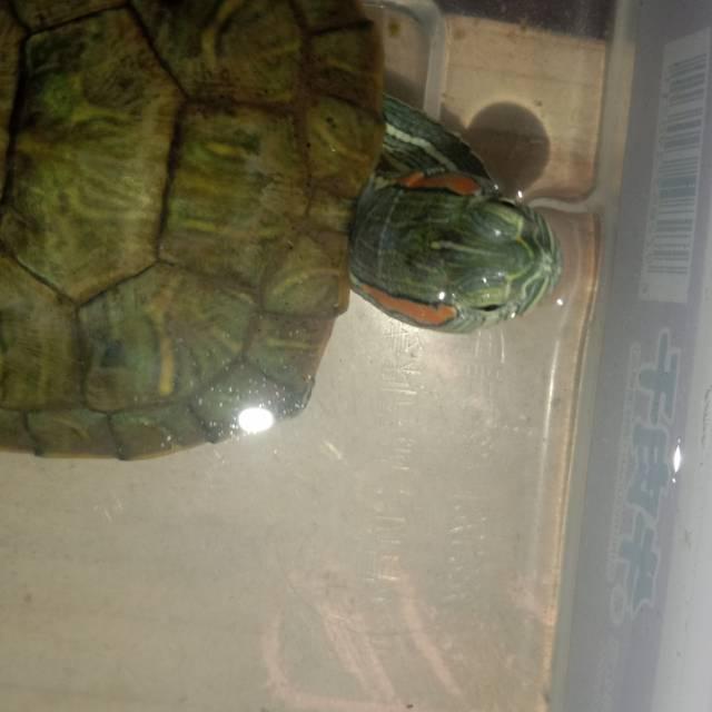 小乌龟的日常照片