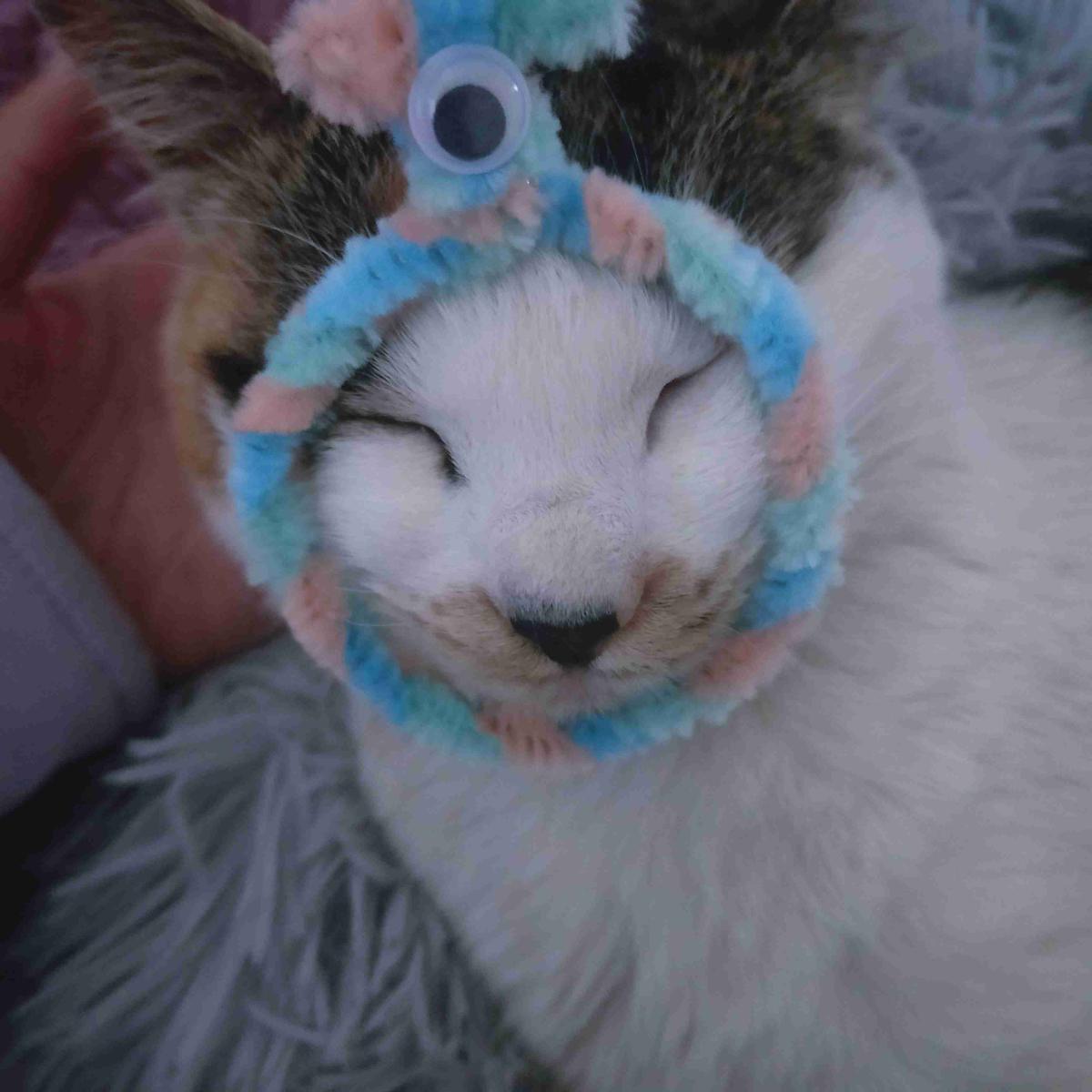 咪咪