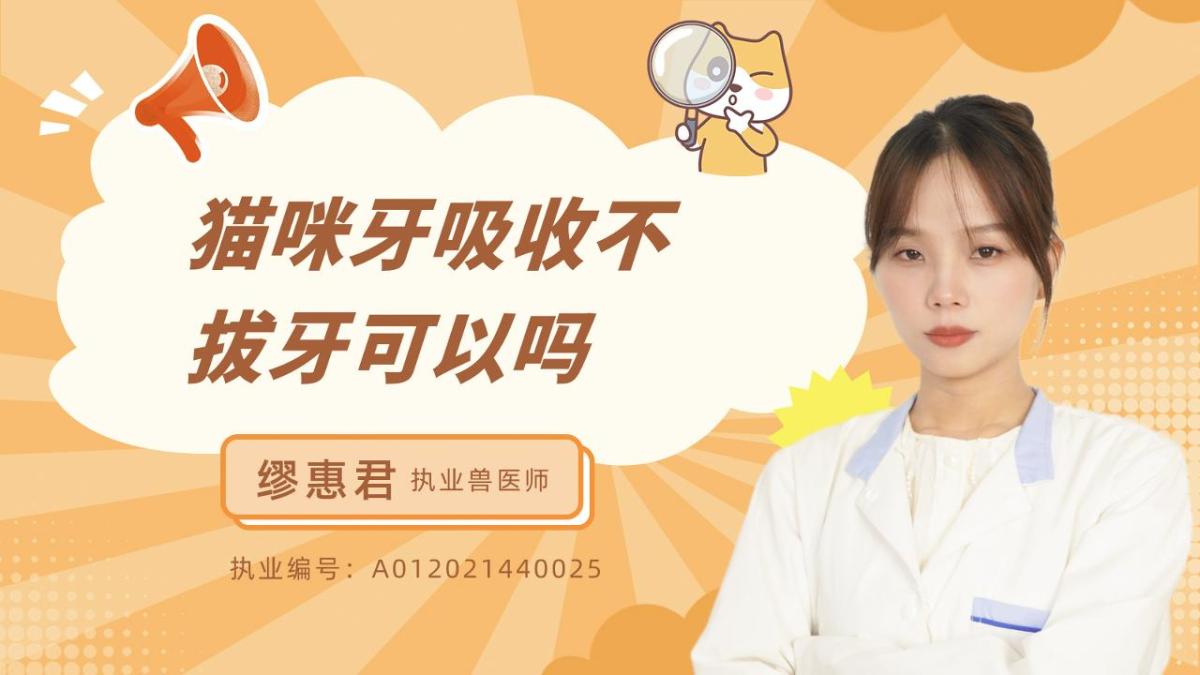 猫咪牙吸收不拔牙可以吗？