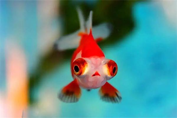 金鱼为什么会得蒙眼病？