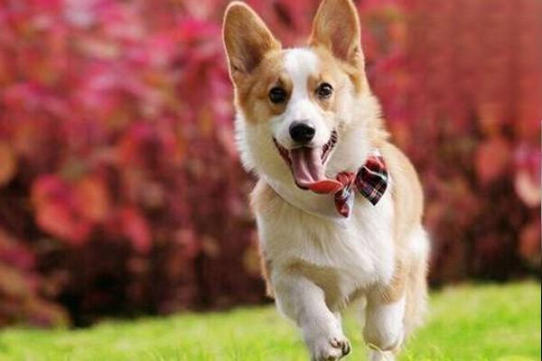 ，进入秋季，狗狗的关节养护需要注意什么？