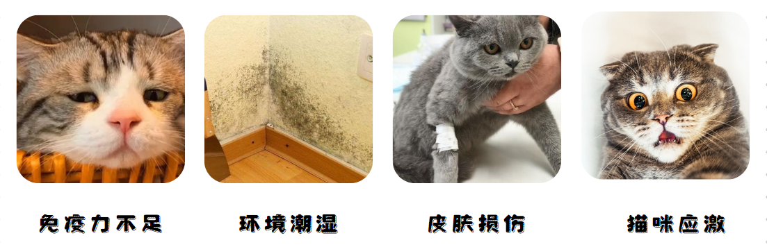 猫癣的病因