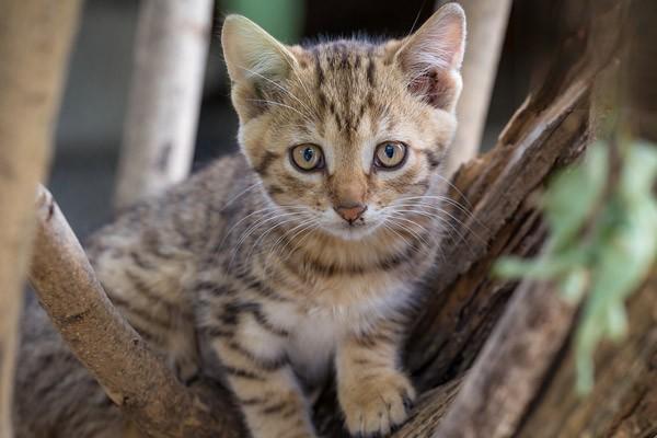 铲屎官科学养猫指南