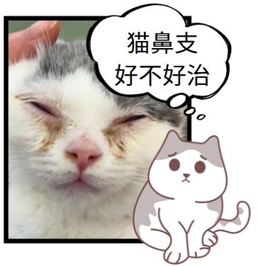 揭秘猫鼻支：常见症状与治愈方法一网打尽！