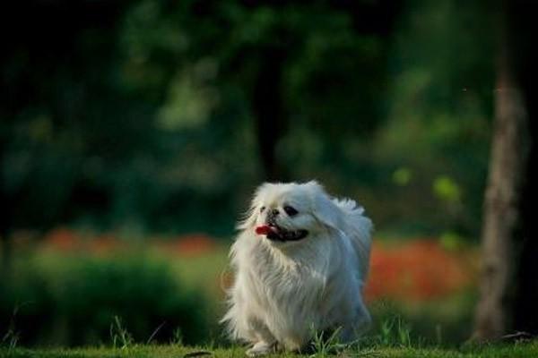 比格犬性格特點 比格犬聰明嗎