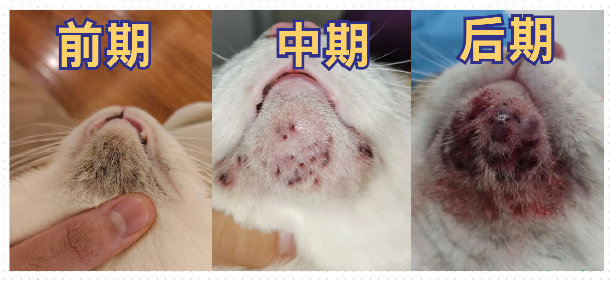 猫咪毛囊炎用什么药？