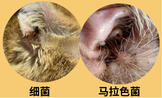 猫耳朵脏怎么清理？