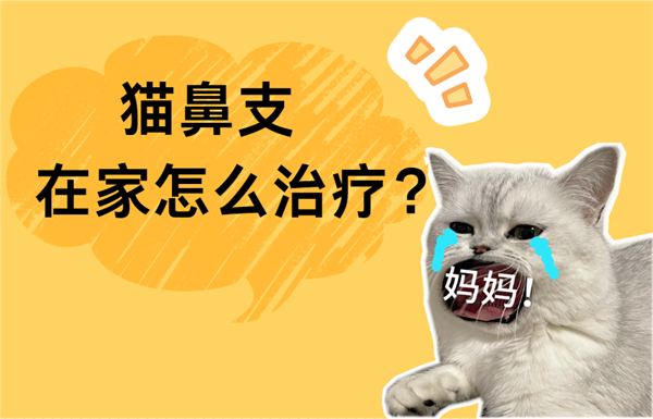 猫咪得了猫鼻支在家怎么治疗？用什么药最有效？