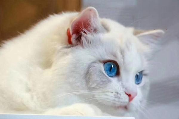 猫咪为什么会出现黄疸？