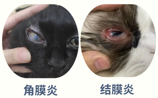 猫咪眼屎增多