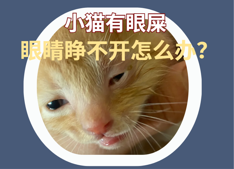 小猫眼睛上有眼屎导致眼睛睁不开用什么药？