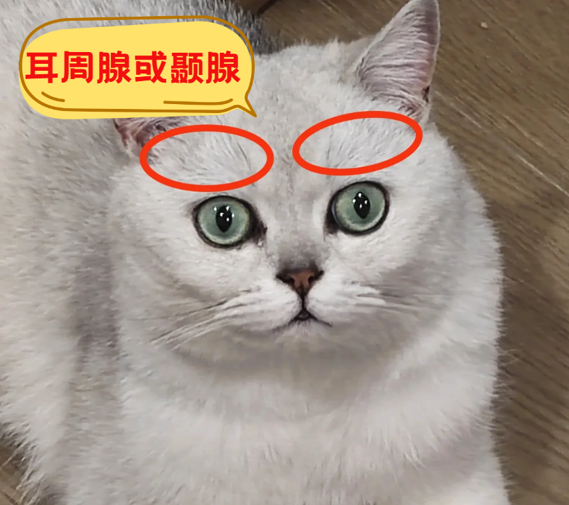 猫咪眼睛上面掉毛