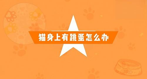 猫身上有跳蚤怎么办