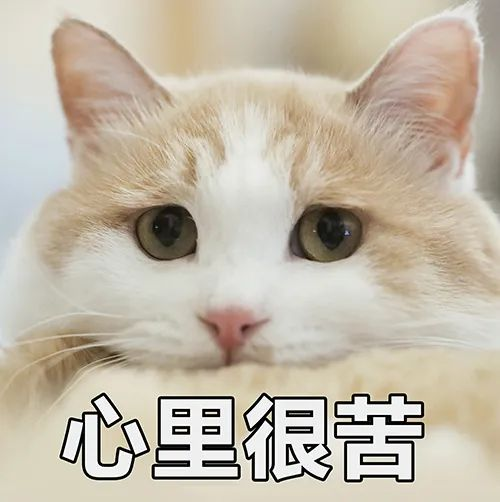 猫咪把肚子的毛舔秃了