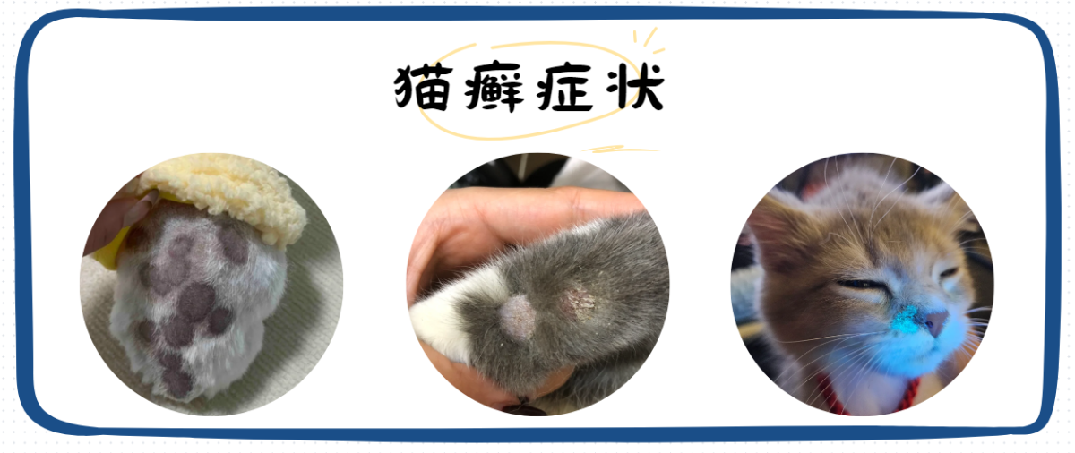 貓得了貓癬的症狀