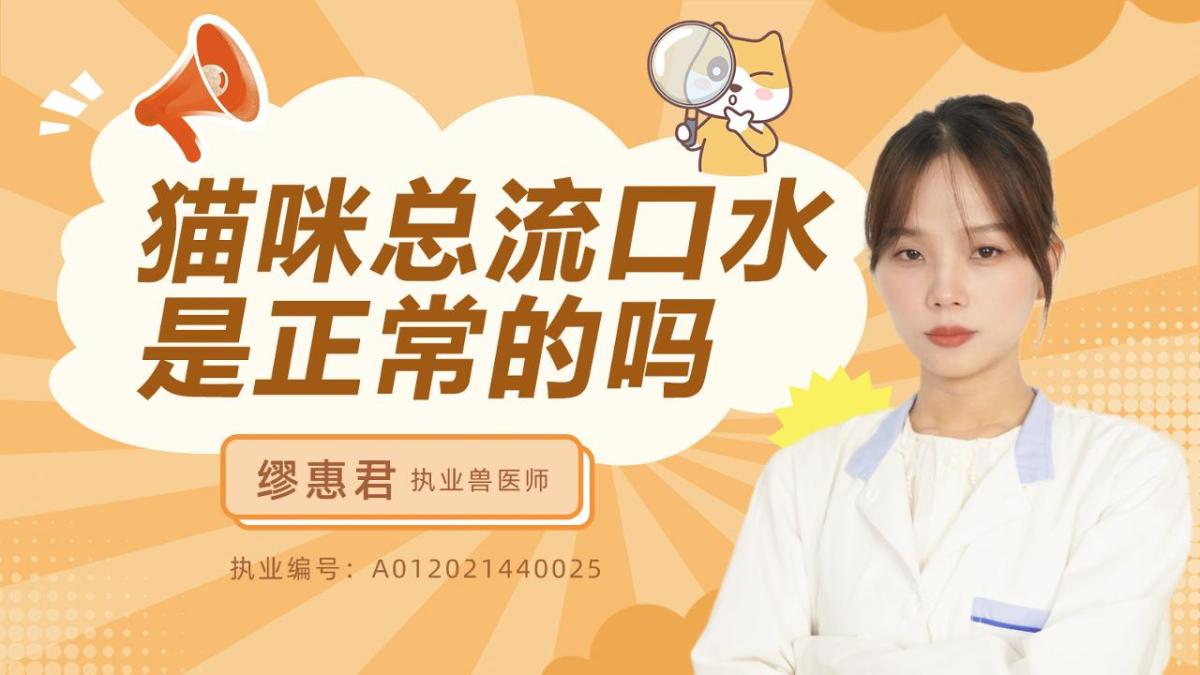 猫咪总流口水是正常的吗？