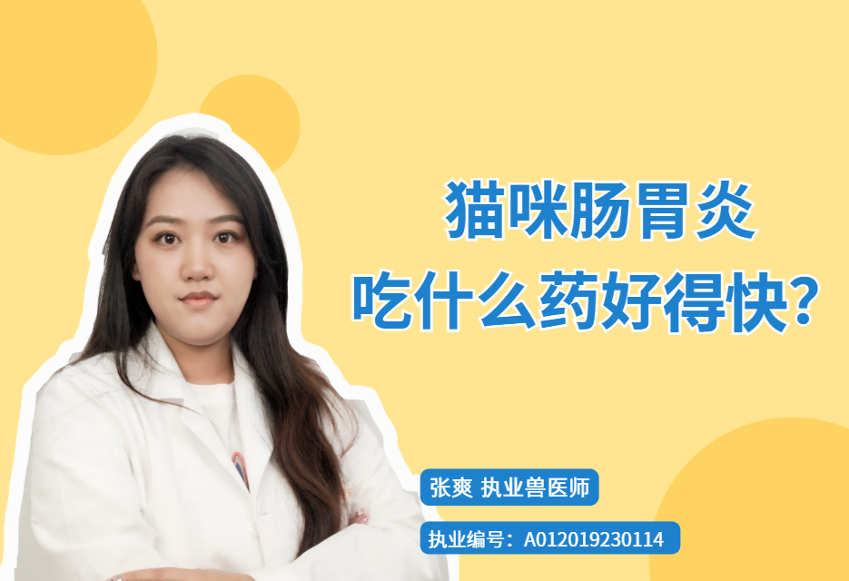 【宠医科普】猫咪肠胃炎吃什么药好得快？