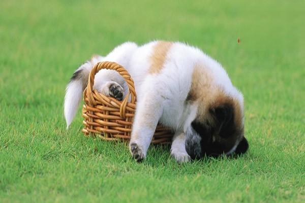 古牧犬怎麼養